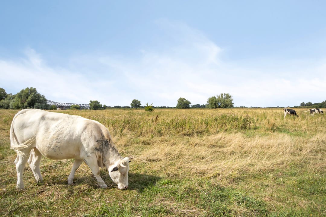 Foto 28 van Schout van Doernestraat 40