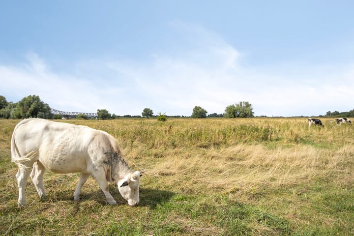 Foto 28 van Schout van Doernestraat 40