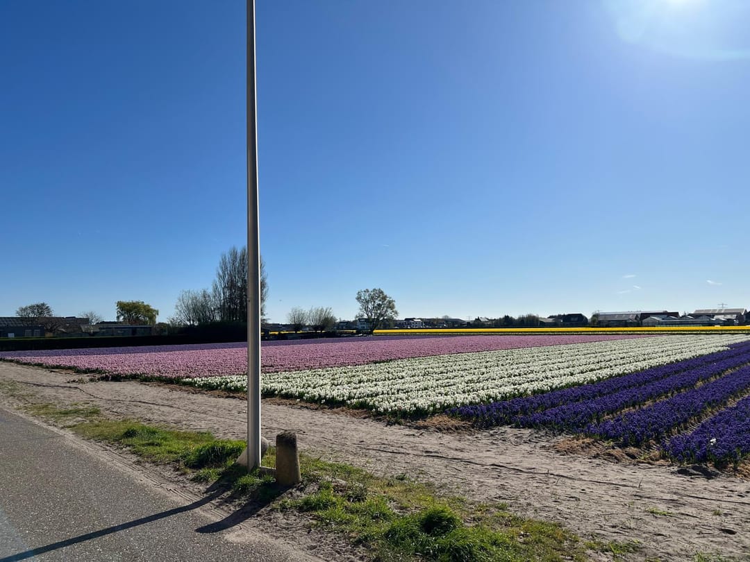 Foto 77 van Torenlaan 7