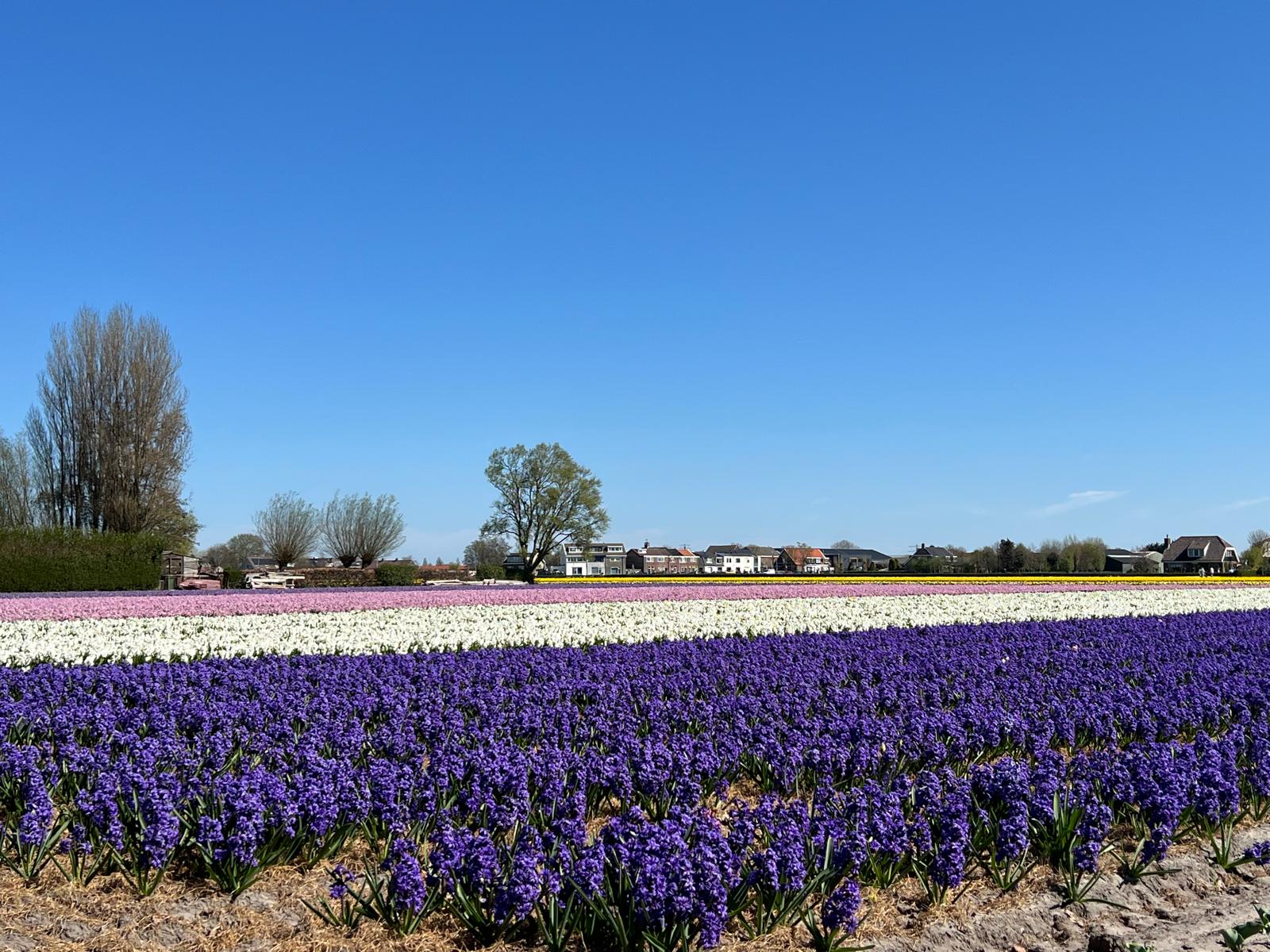 Foto 78 van Torenlaan 7