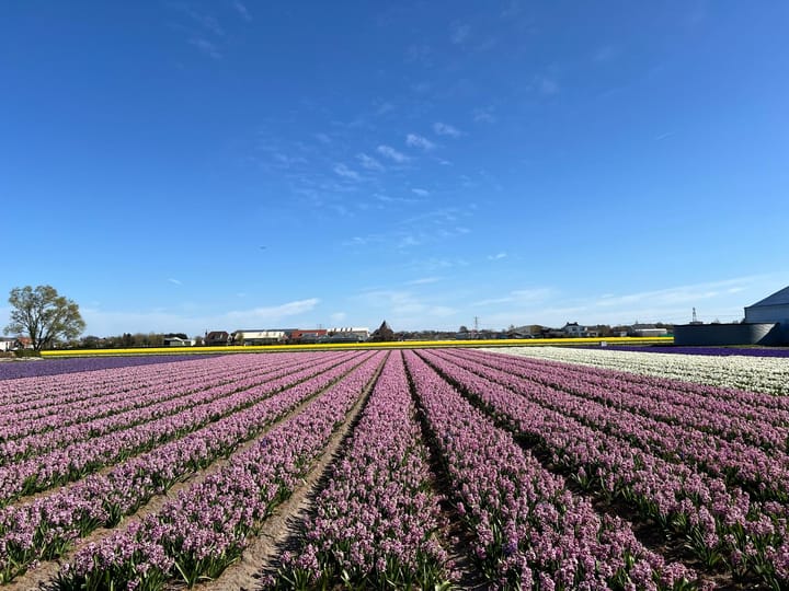 Foto 80 van Torenlaan 7