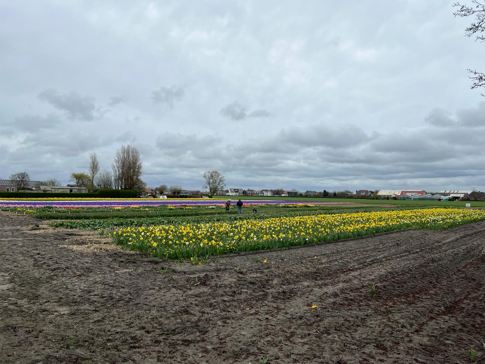 Foto 81 van Torenlaan 7