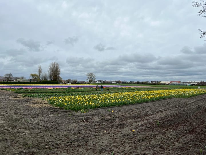 Foto 81 van Torenlaan 7