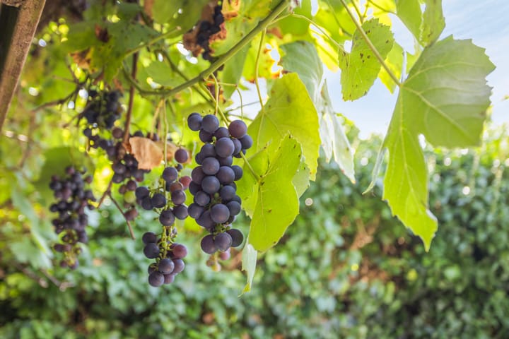 Foto 35 van 's-Heer Hendrikskinderendijk 5