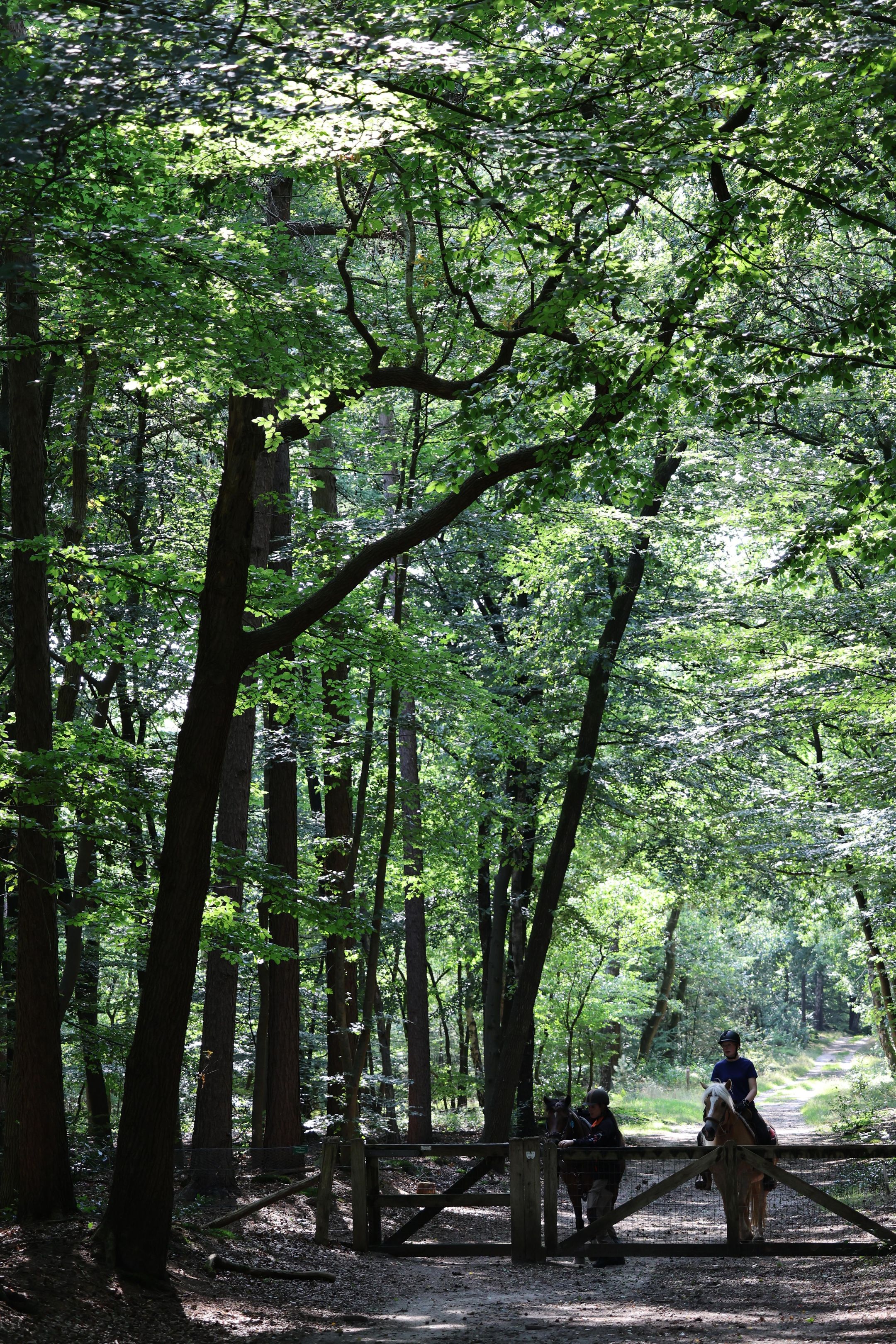 Foto 12 van Garderenseweg nabij 301