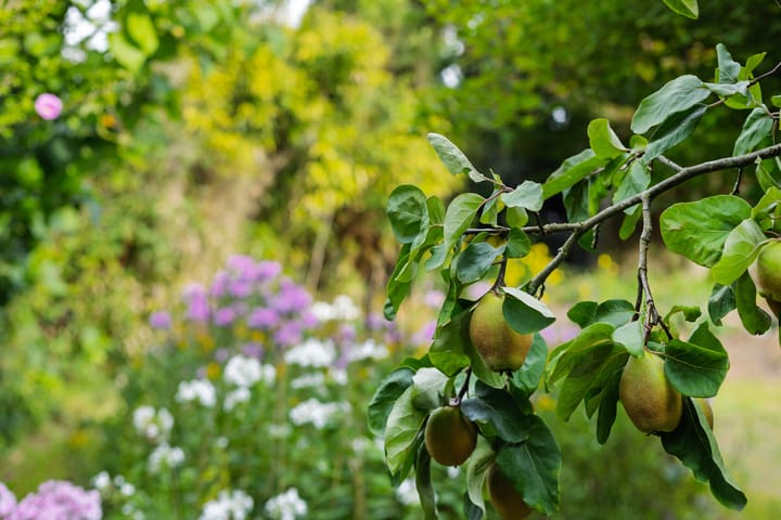 Foto 41 van Asterstraat 17