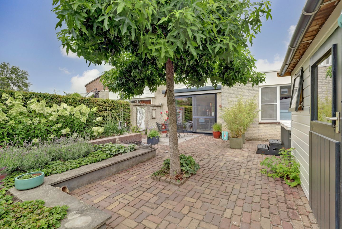 Foto 19 van Kogeldistel 20