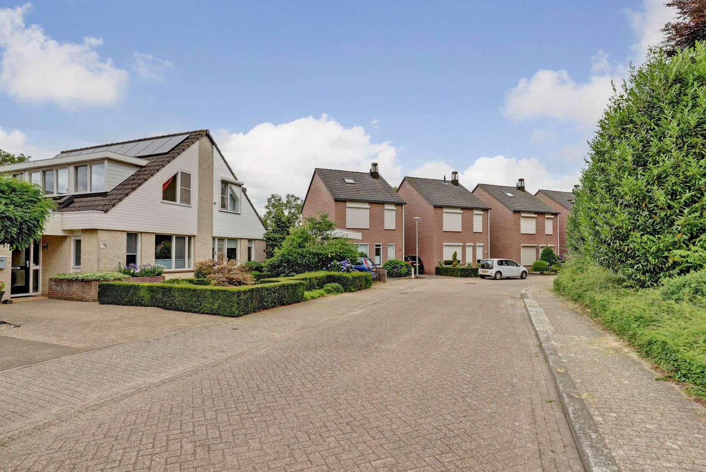 Foto 20 van Kogeldistel 20