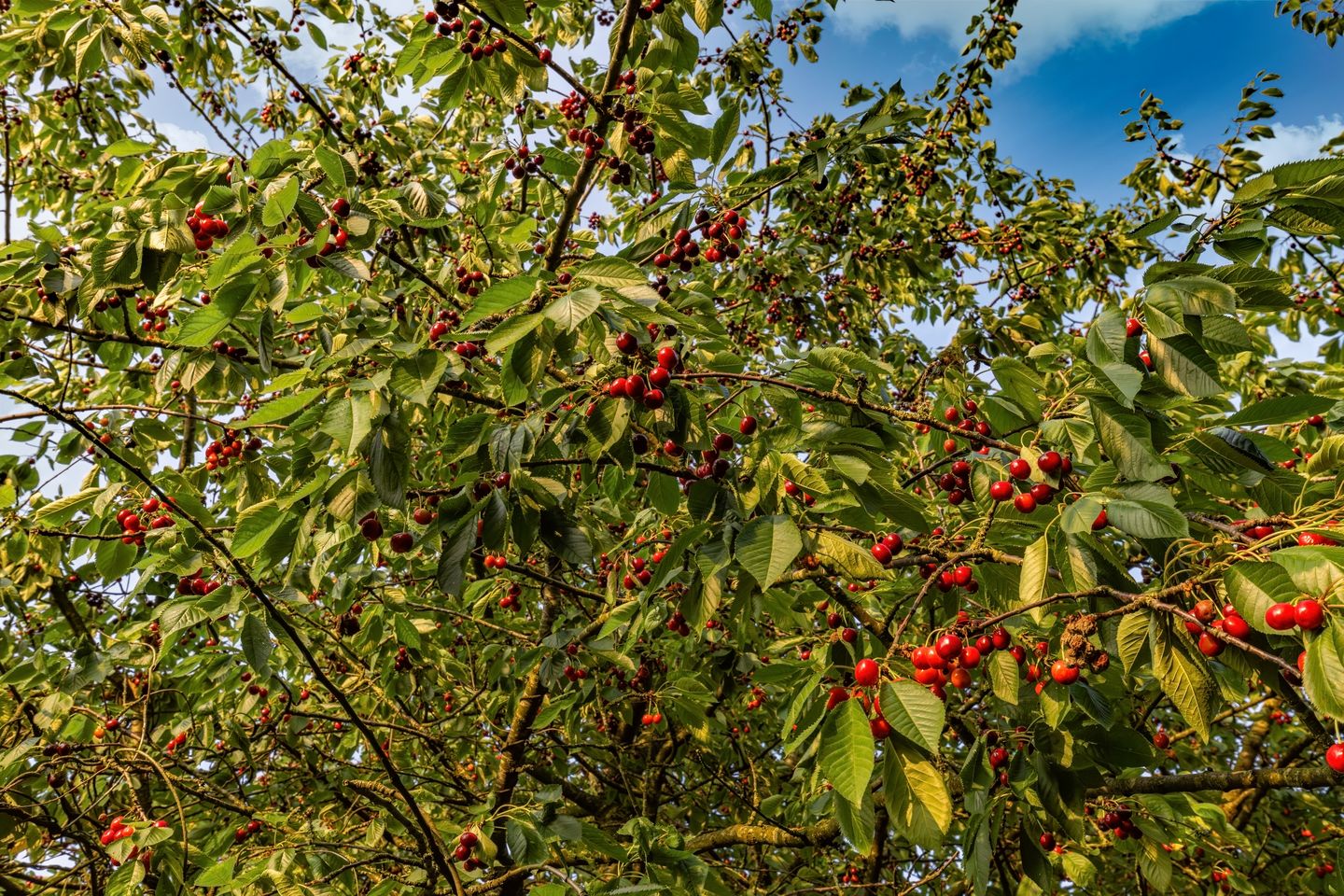 Foto 34 van Kommerdijk 13