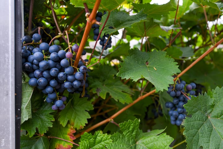 Foto 30 van Botter 9