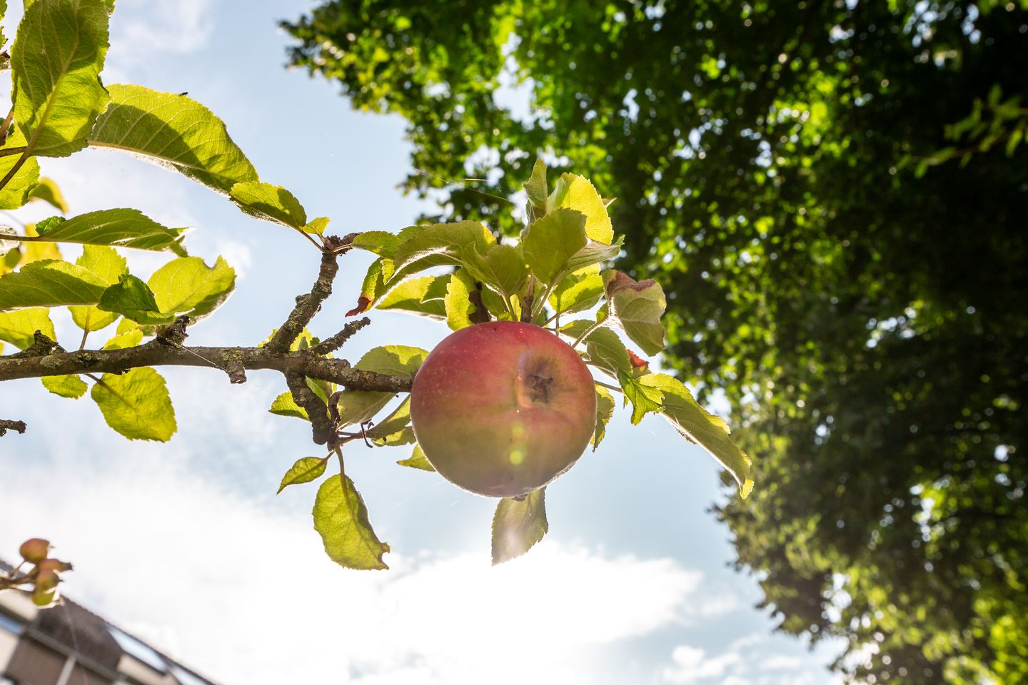 Foto 25 van Westrak 17