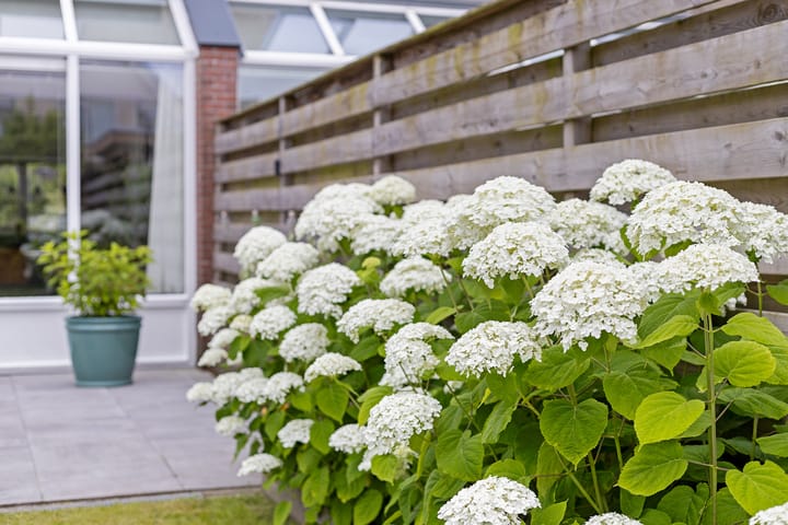 Foto 3 van Hondsdraf 12