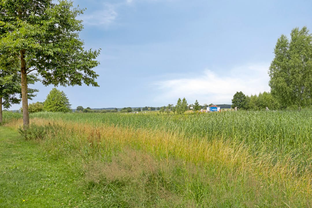 Foto 2 van Pinksterbloem 46