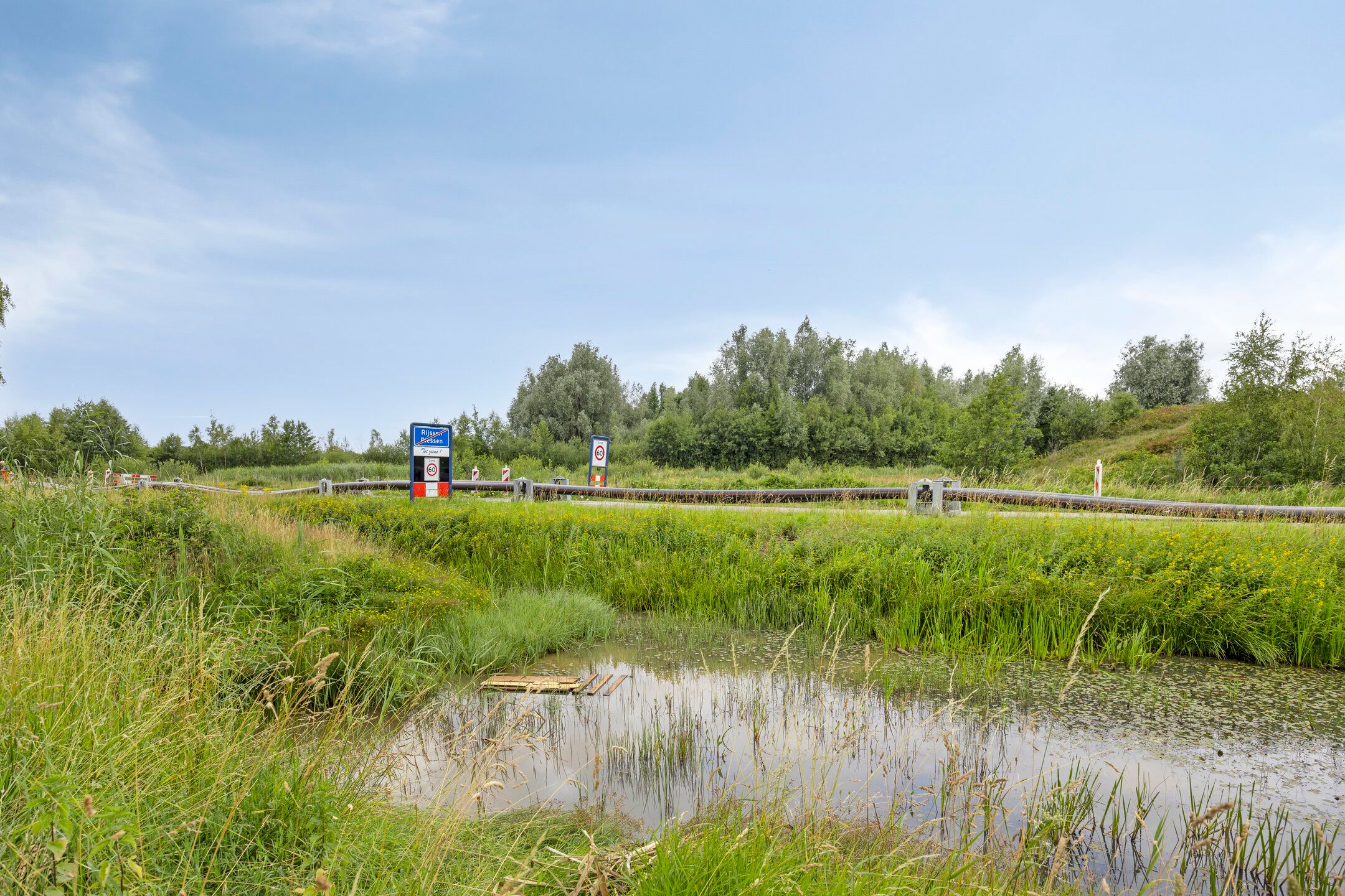 Foto 60 van Pinksterbloem 46