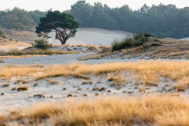 Photo 59 of Nieuwkuikseweg 22