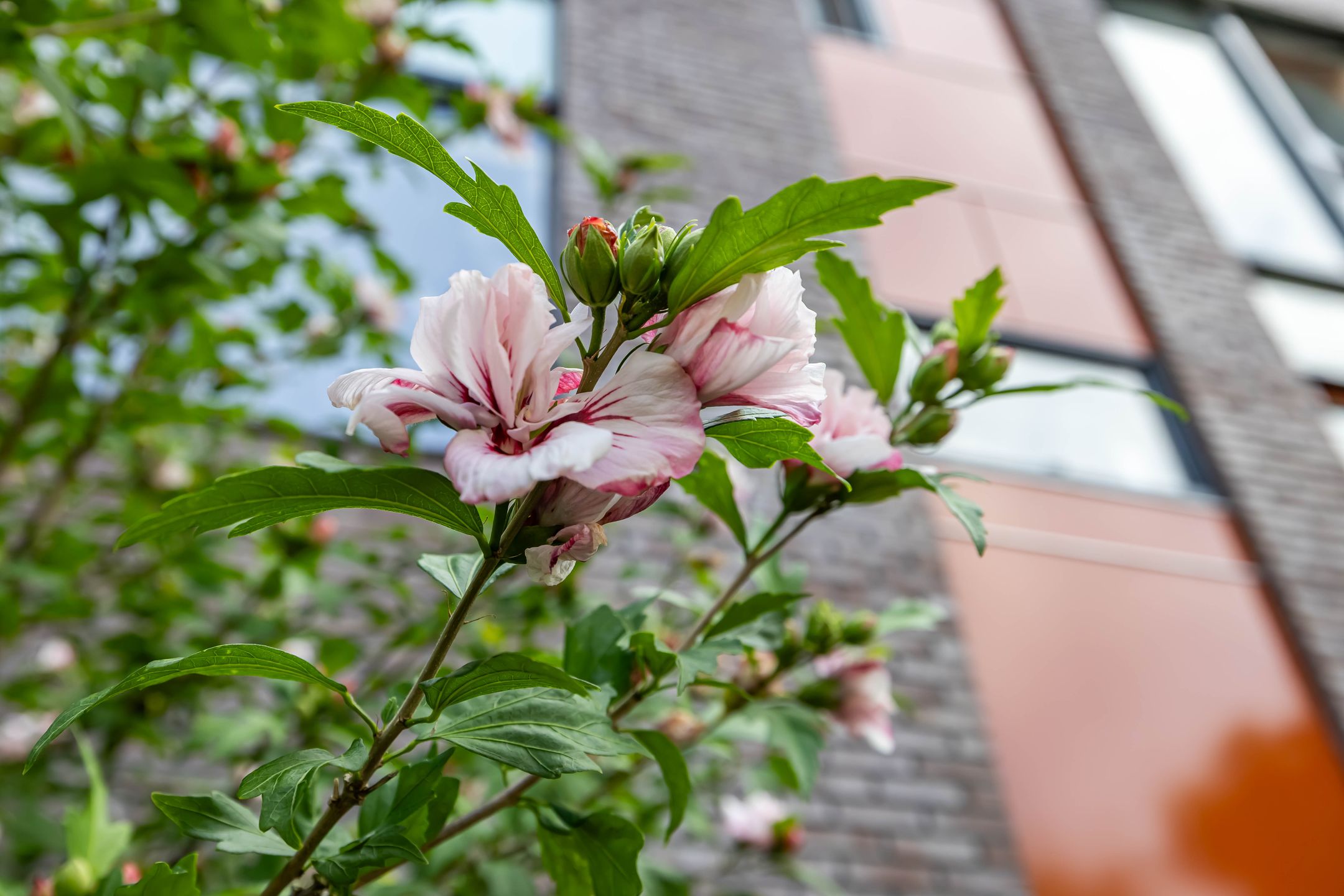 Foto 6 van Anna Paulownastraat 1-D