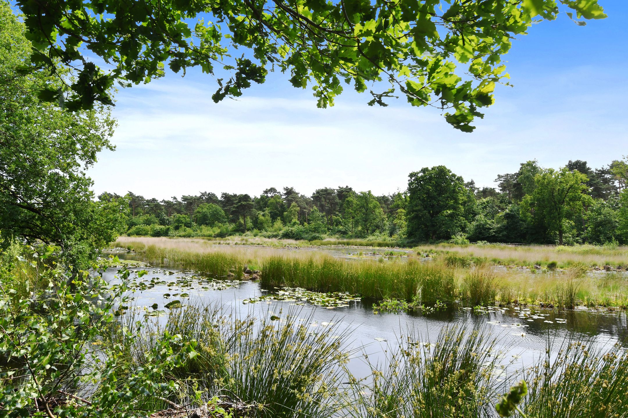 Foto 36 van Hazenloop 29