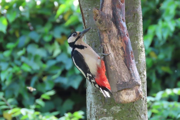 Foto 26 van A.M. de Jonglaan 4