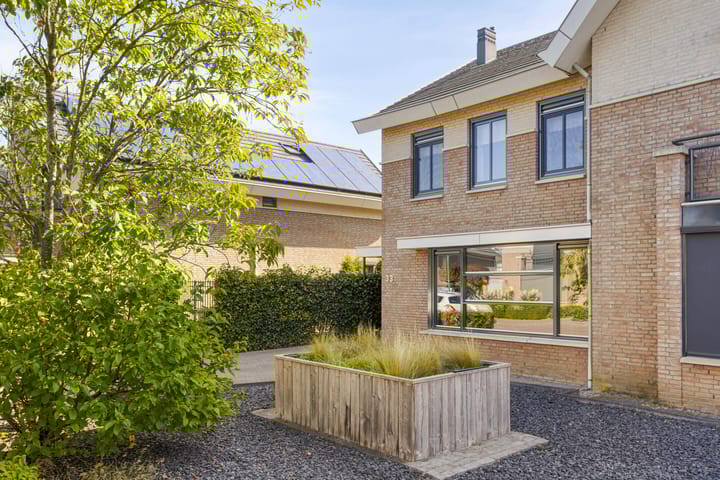 Foto 35 van Havikskruid 33