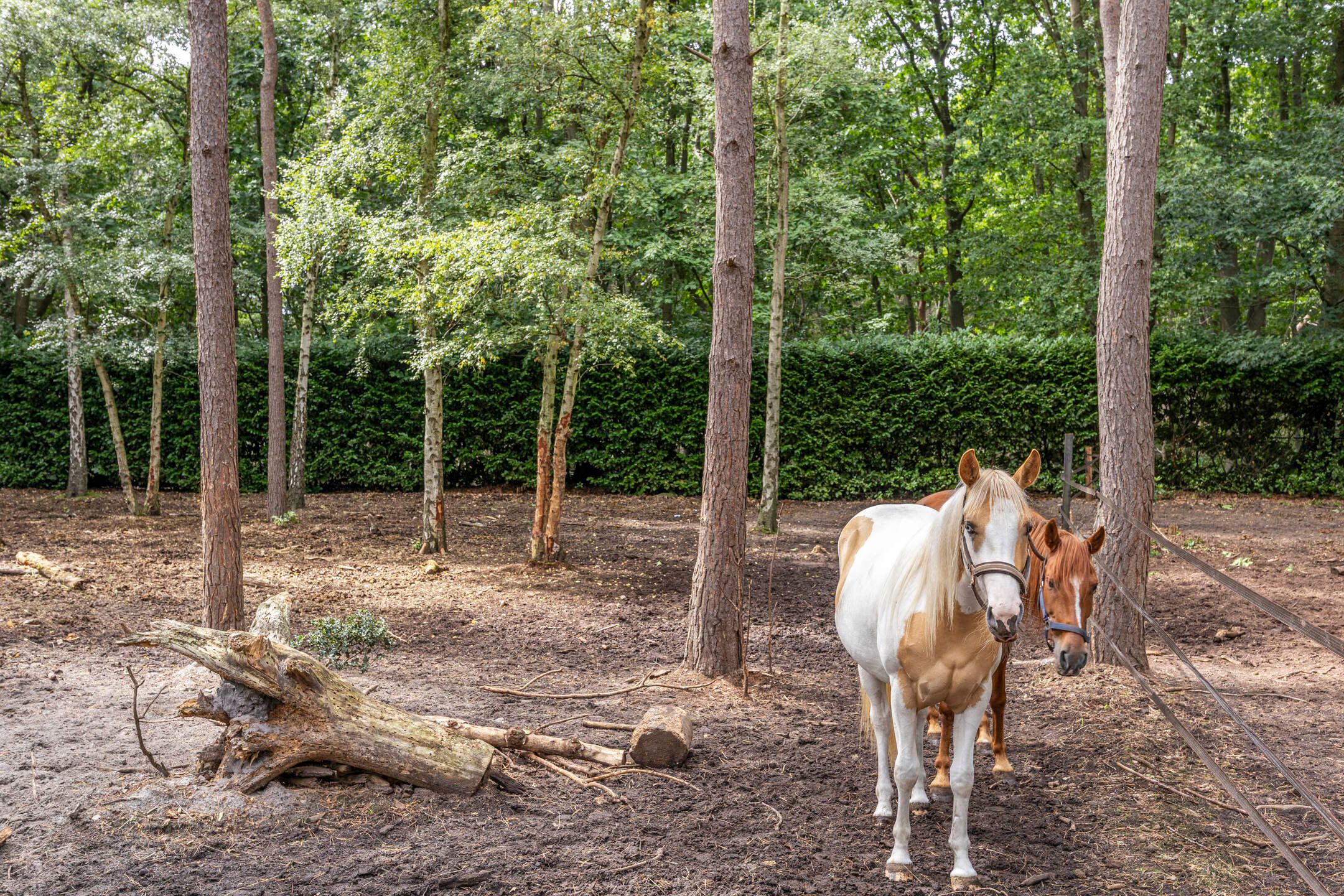 Foto 66 van Bergsebaan 4