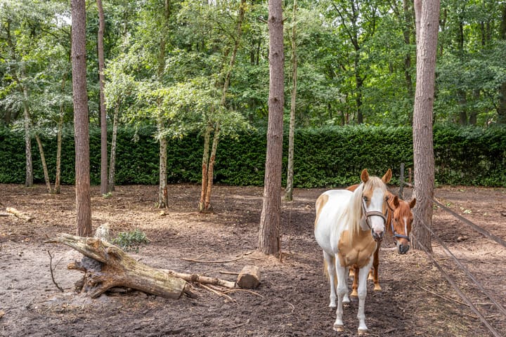 Photo 66 of Bergsebaan 4