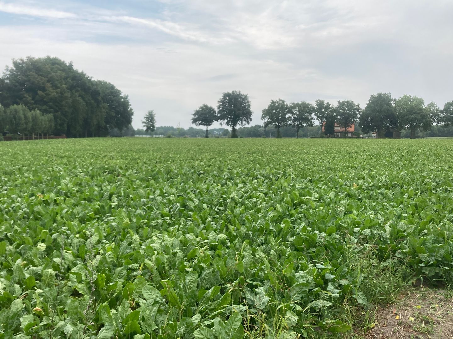 Bekijk foto 4 van Breetse Peelweg