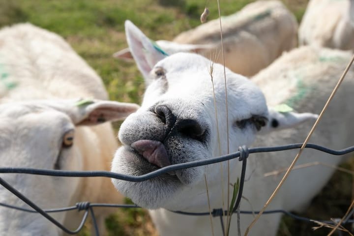 Foto 52 van Grevelingenhout 181