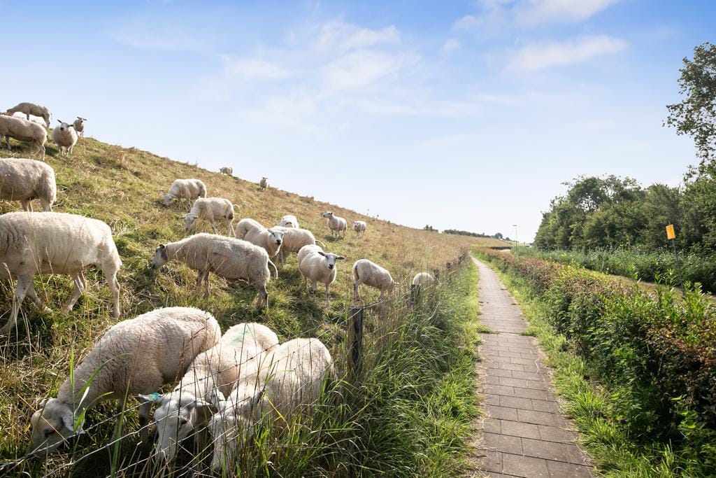 Photo 53 of Grevelingenhout 181