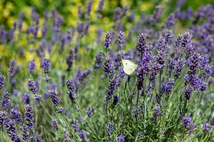 Foto 48 van Klingelbeekseweg 26-A