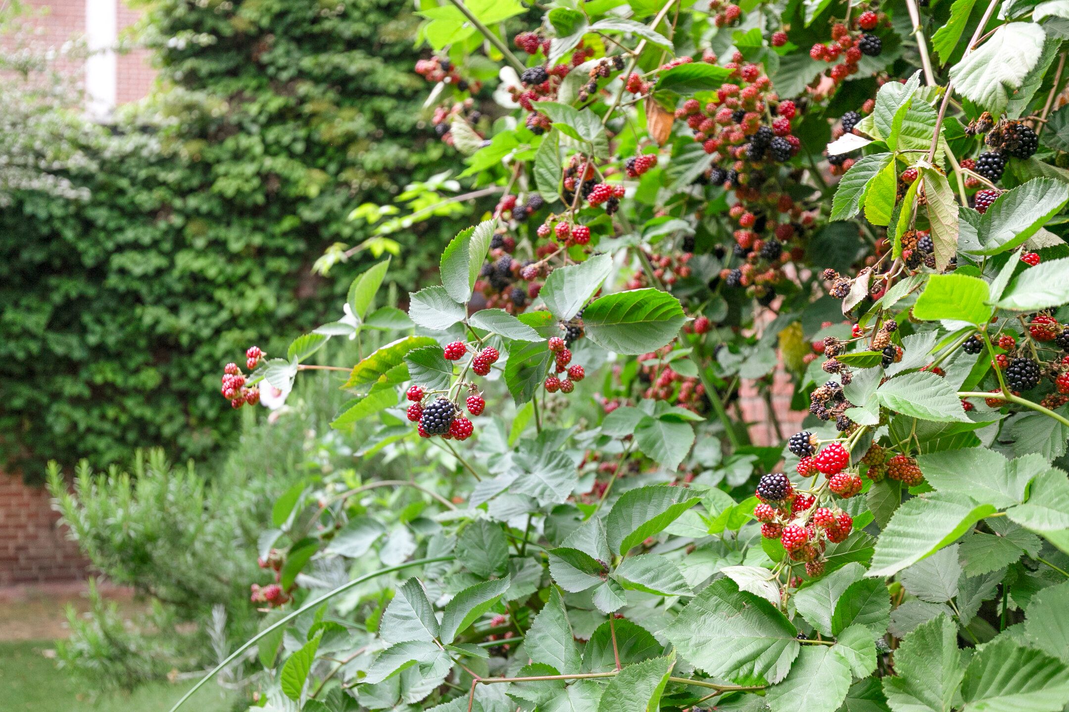 Foto 51 van Straelseweg 28