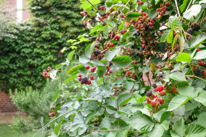 Foto 51 van Straelseweg 28