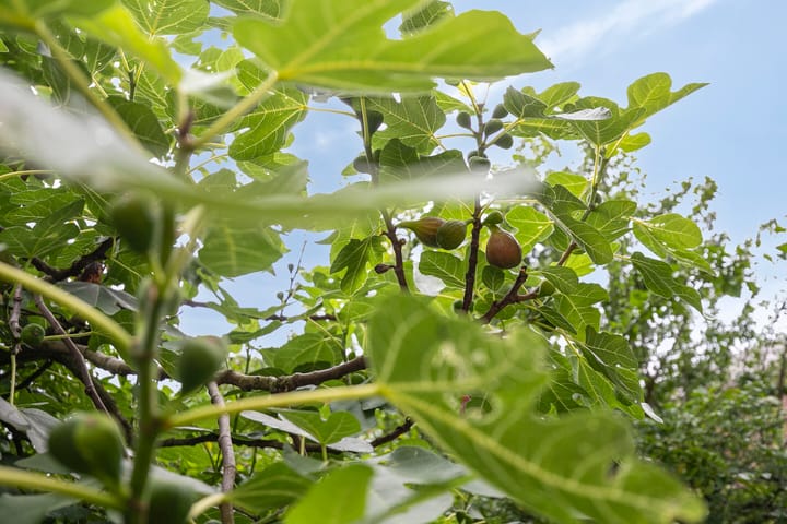 Foto 52 van Straelseweg 28