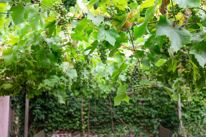 Foto 53 van Straelseweg 28