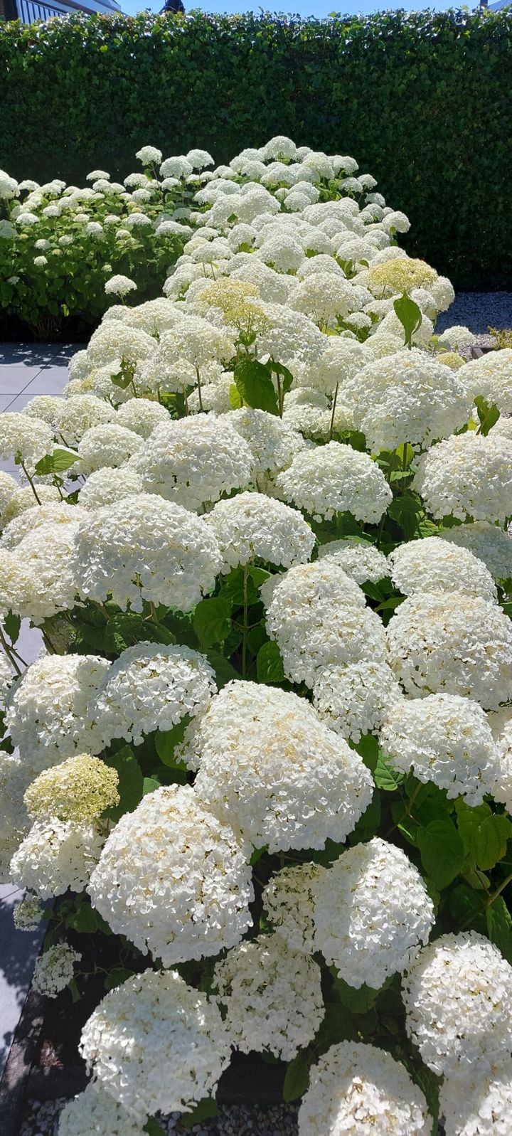 Foto 35 van Jacoba van Beierenweg 124-C