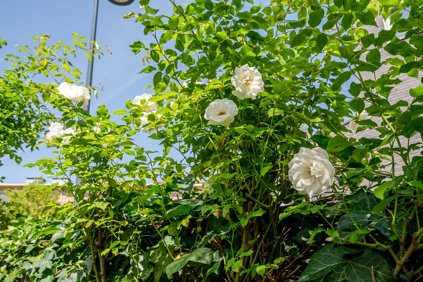 Foto 35 van Van Limburg Stirumstraat 2