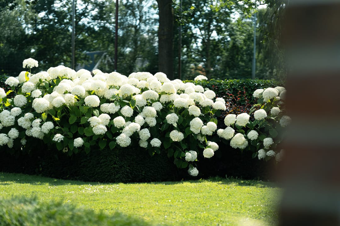 Foto 83 van Oostmoer 34