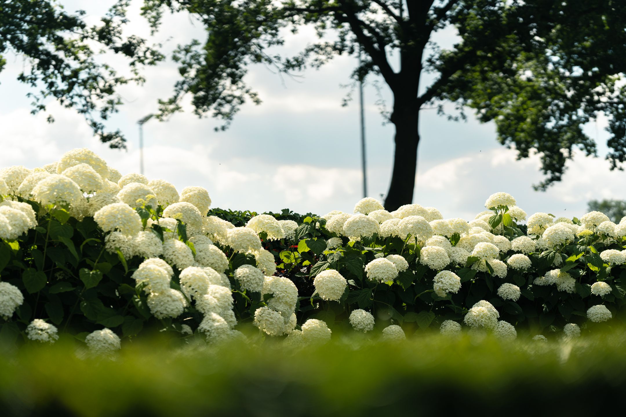 Foto 84 van Oostmoer 34