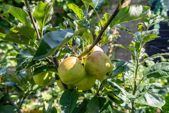 Foto 66 van Hertshooistraat 36