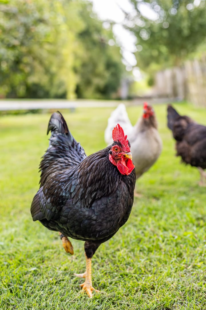 Foto 79 van Kaleweg 9