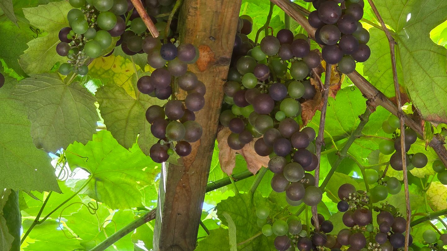 Foto 25 van Venenlaan 202