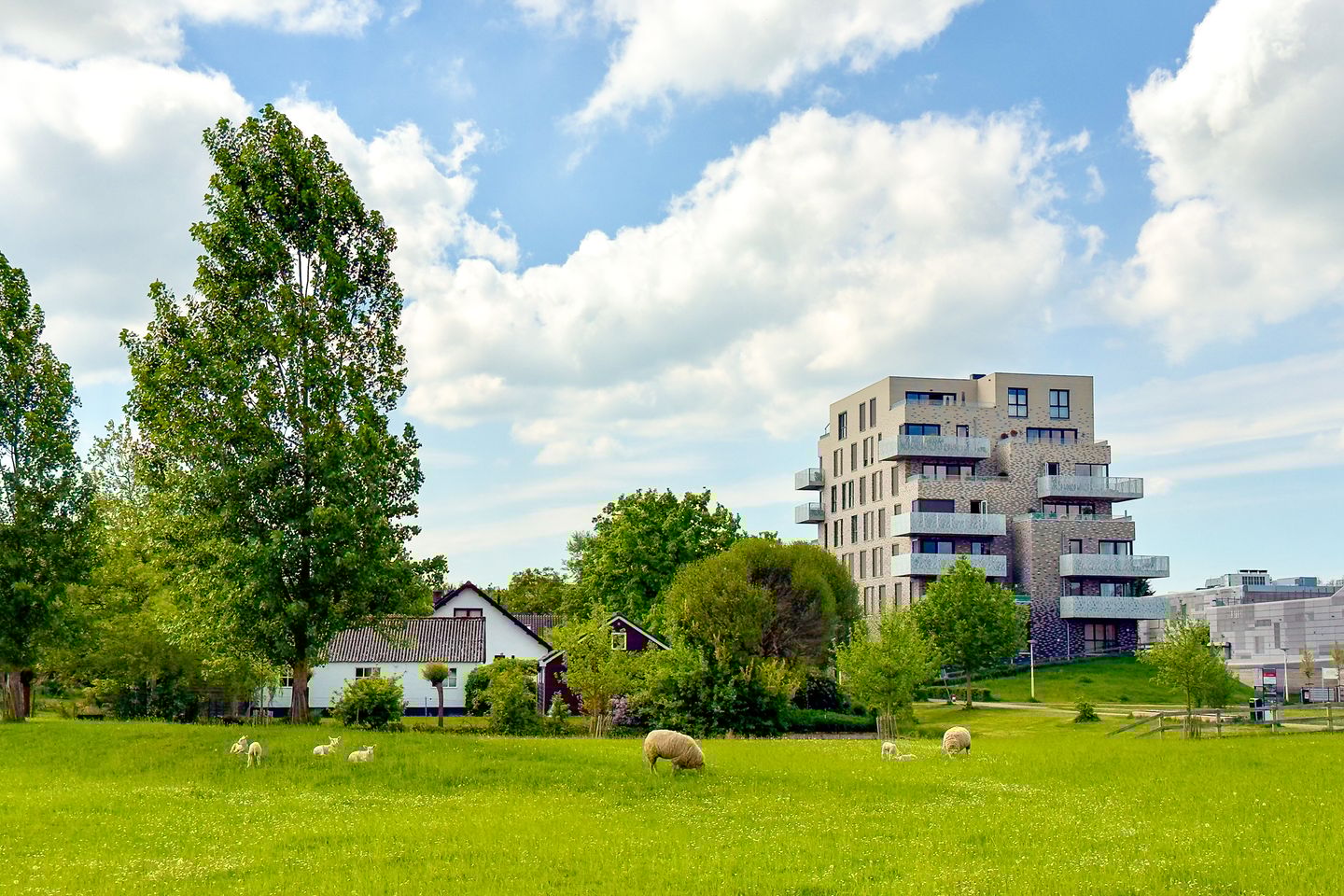 Foto 40 van Pauwoogvlinder 36-C