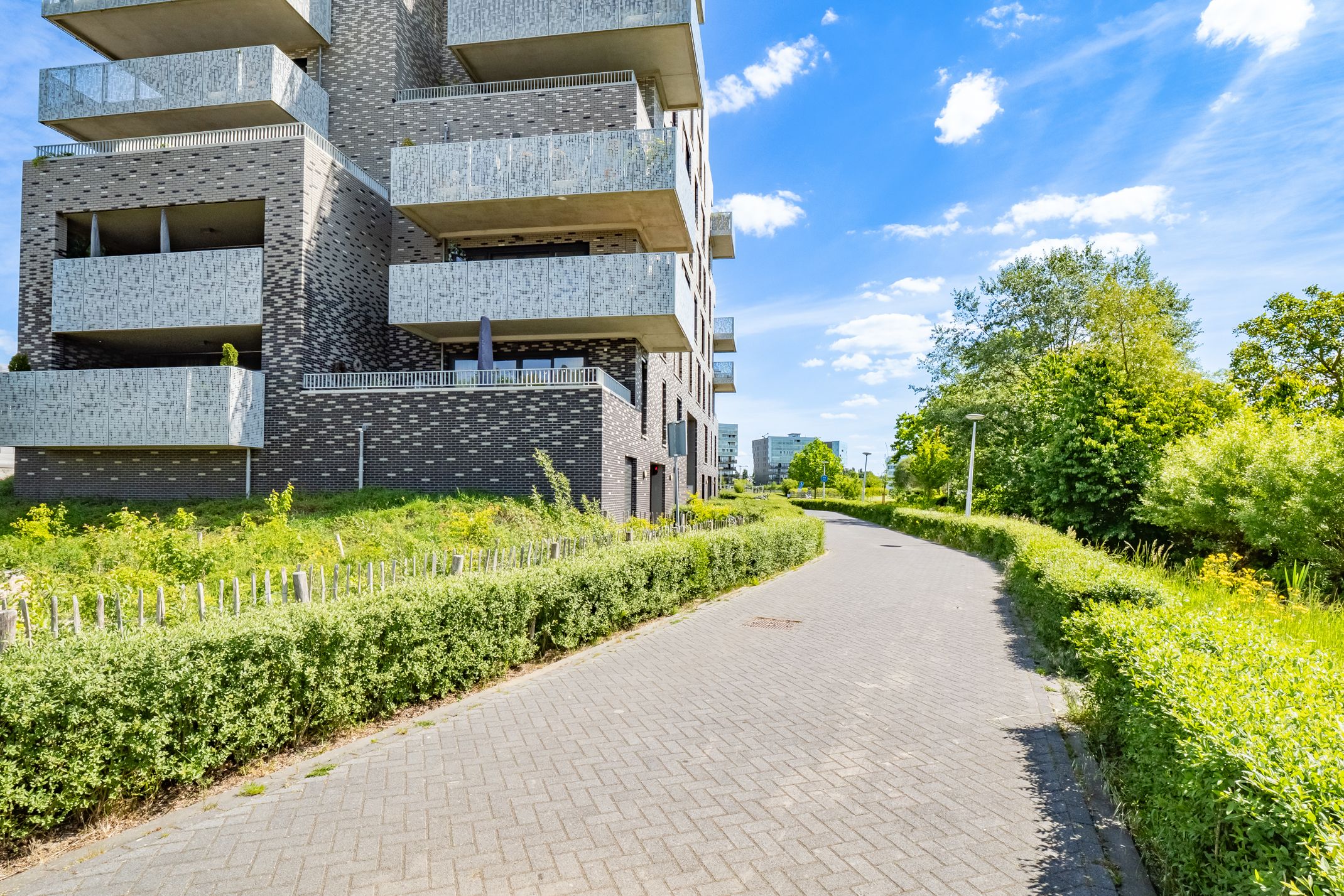 Foto 33 van Pauwoogvlinder 36-C