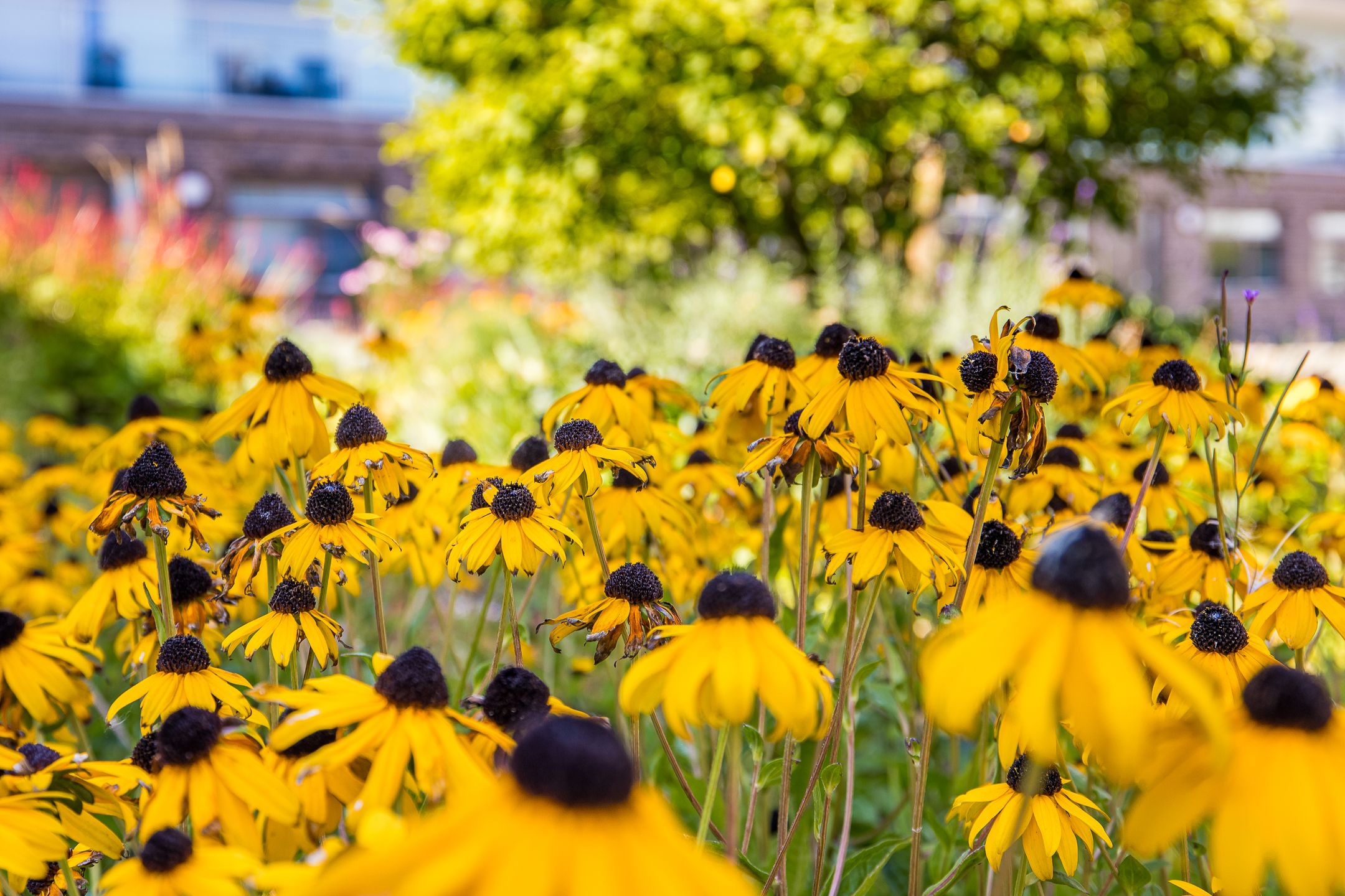 Foto 36 van Boogmuur 99