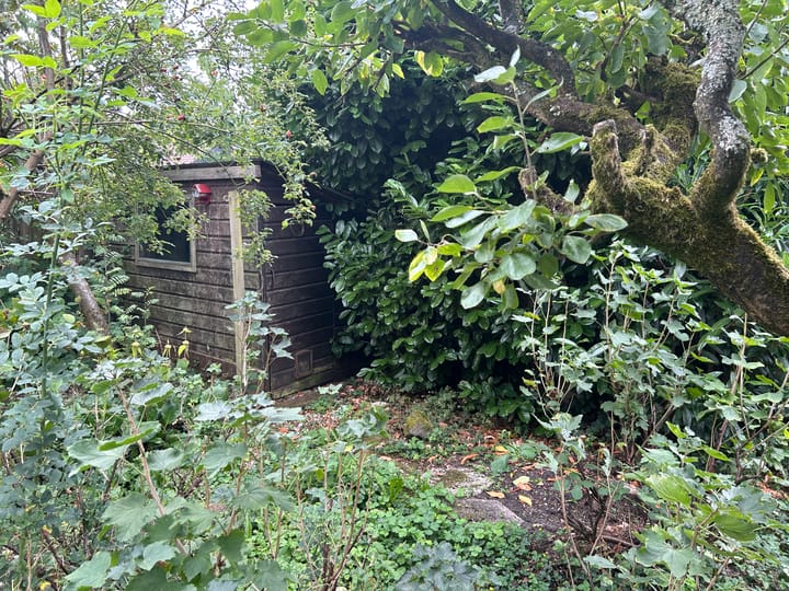 Photo 7 of Houtduif 15