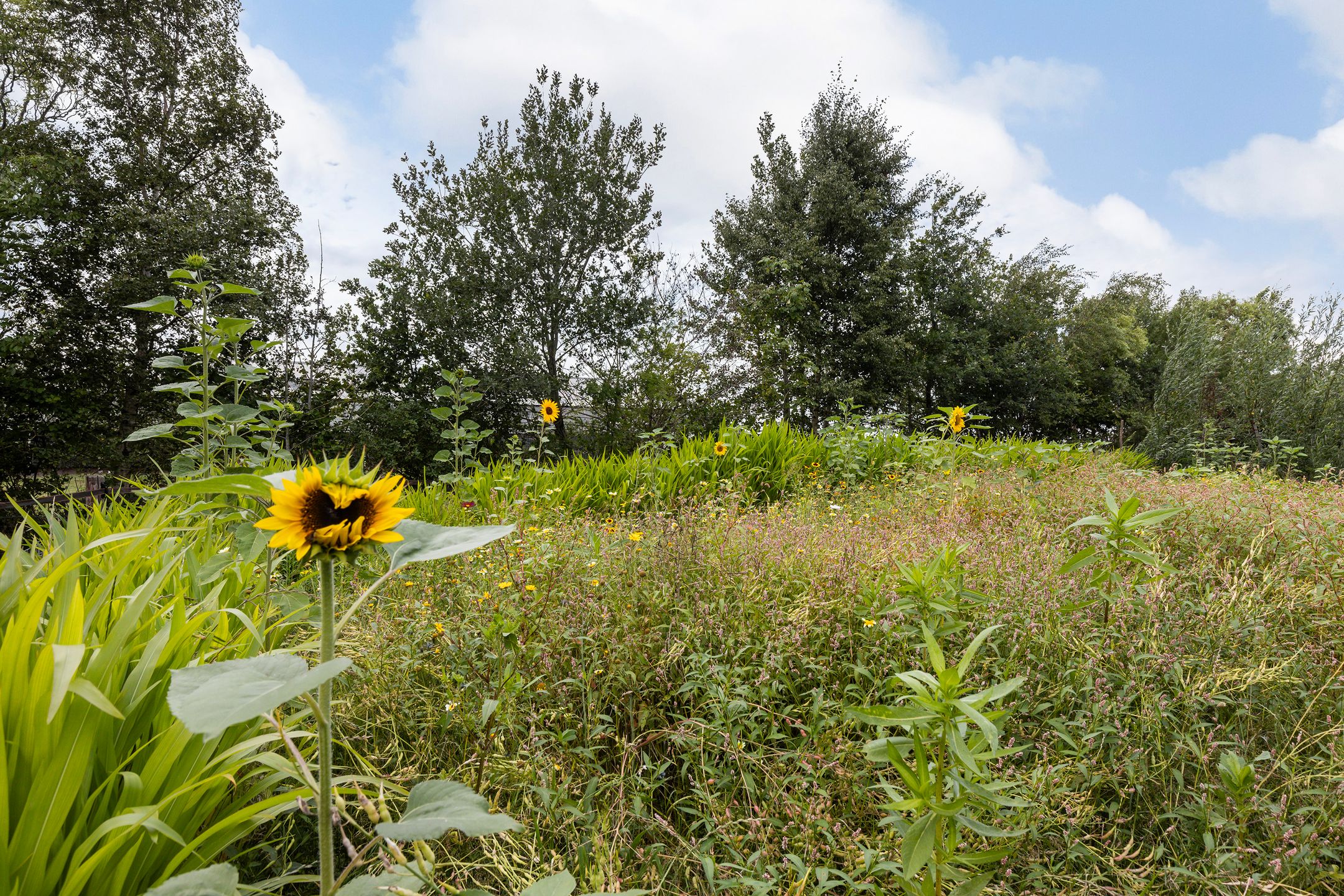 Foto 36 van Hendrikus Zomerweg 9