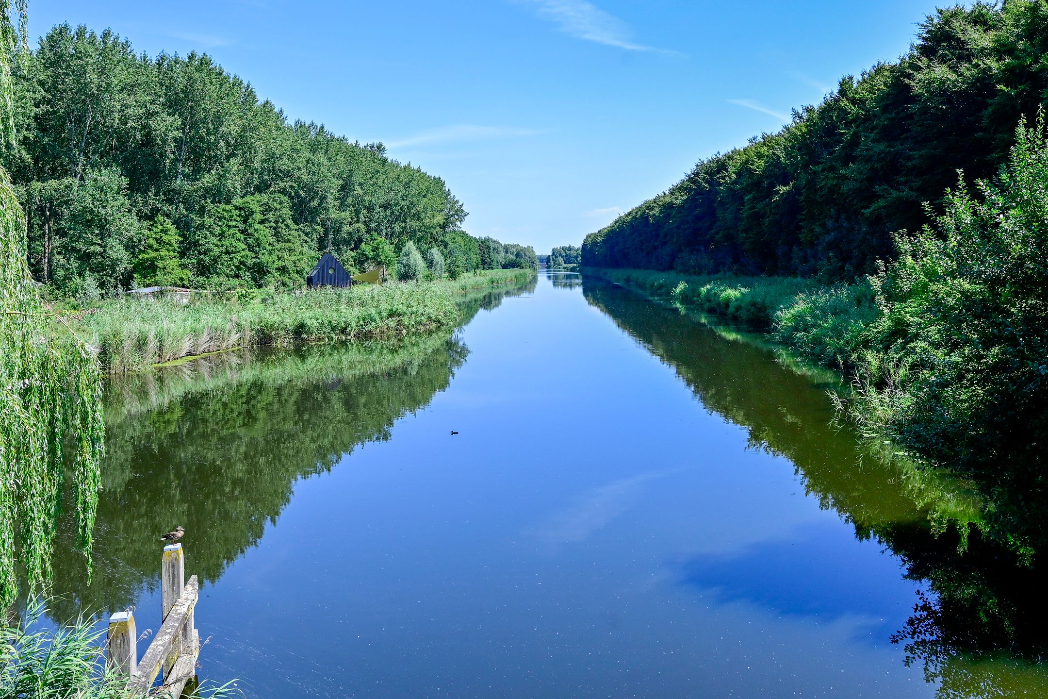 Foto 30 van Bonte Specht 12