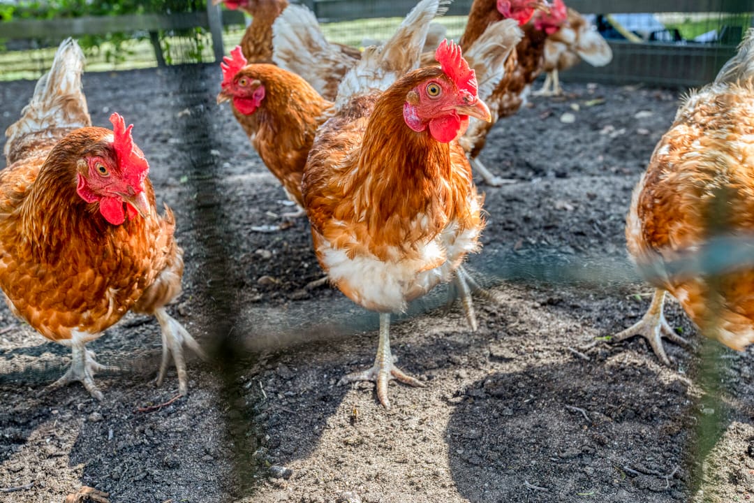 Foto 37 van Lekdijk 323