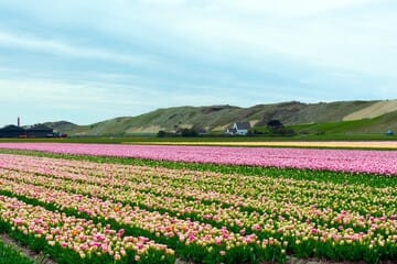 Foto 48 van Soestdijk 3