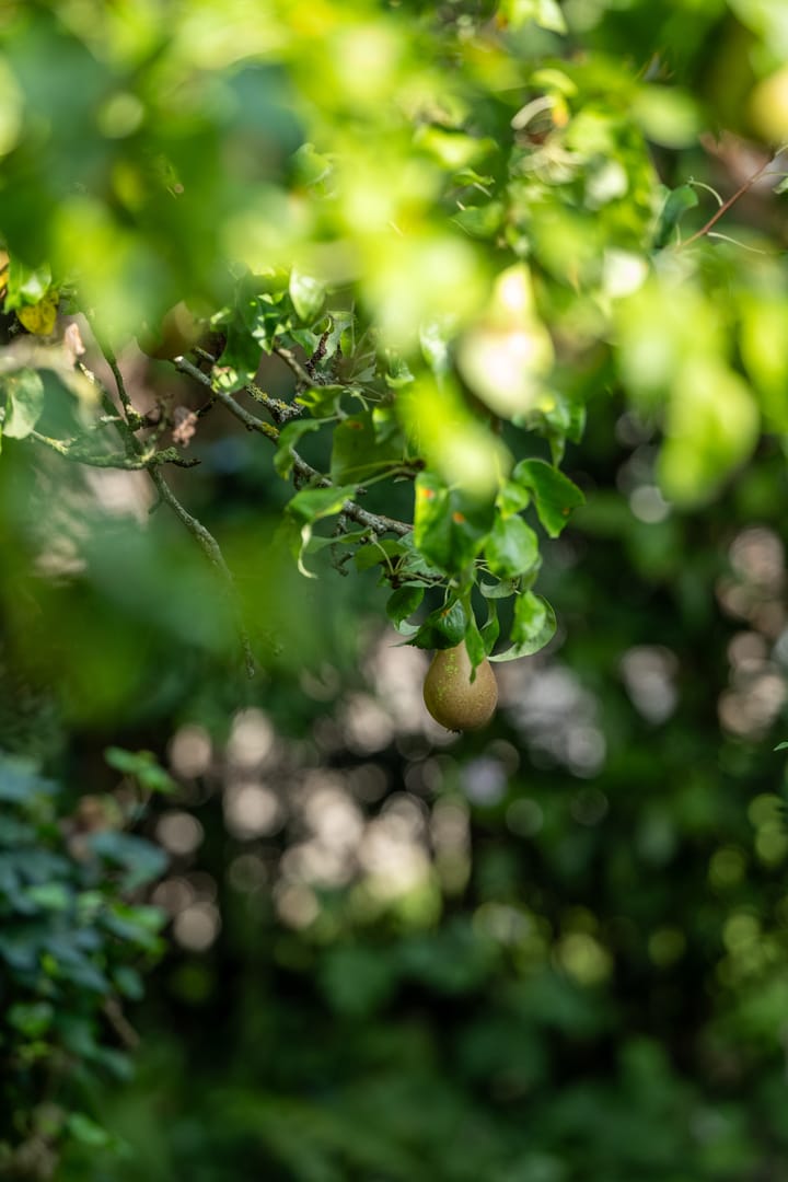 Foto 50 van Van Beethovensingel 6