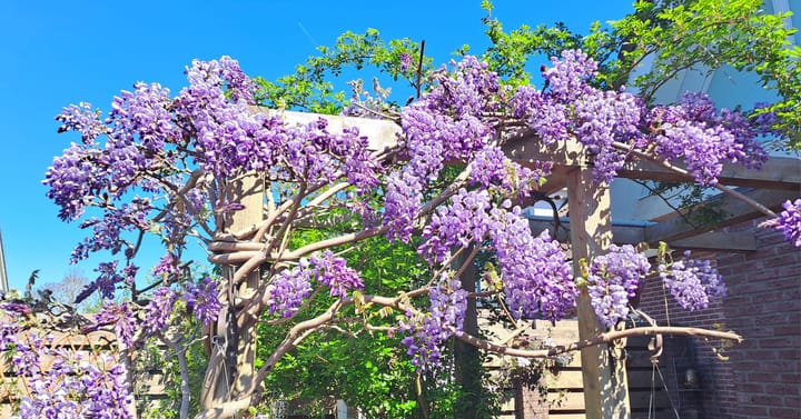 Foto 60 van Korhoenweg 53